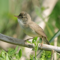 Łozówka - Acrocephalus palustris - Marsh Warbler