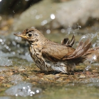 Śpiewak - Turdus philomelos - Song Thrush