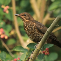 Kos - Turdus merula - Common Blackbird