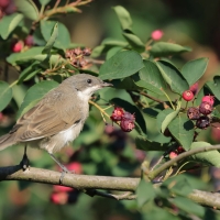 Piegża - Sylvia curruca - Lesser Whitethroat