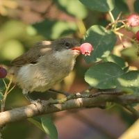 Piegża - Sylvia curruca - Lesser Whitethroat