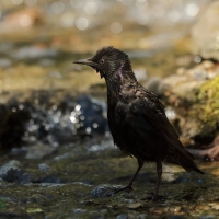 Szpak - Sturnus vulgaris - Common Starling