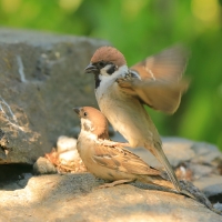 Mazurek - Passer montanus - Eurasian Tree Sparrowh