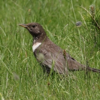 Drozd obrożny - Turdus torquatus - Ring Ouzel