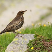 Drozd obrożny - Turdus torquatus - Ring Ouzel