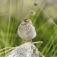 Siwerniak - Anthus spinoletta - Water Pipit