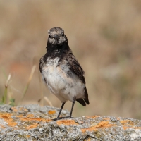 Białorzytka pstra - Oenanthe pleschanka - Pied Wheatea