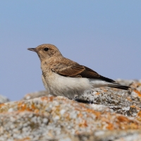 Białorzytka pstra - Oenanthe pleschanka - Pied Wheatea
