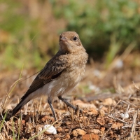Białorzytka pstra - Oenanthe pleschanka - Pied Wheatea