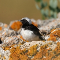 Białorzytka pstra - Oenanthe pleschanka - Pied Wheatea