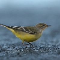 Pliszka żółta - Motacilla flava - Yellow Wagtail