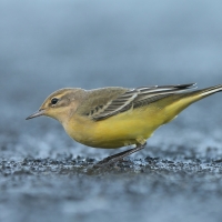 Pliszka żółta - Motacilla flava - Yellow Wagtail
