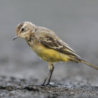 Pliszka żółta - Motacilla flava - Yellow Wagtail