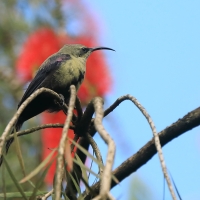 Nektarnik piękny - Cinnyris pulchellus - Beautiful Sunbird