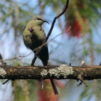 Nektarnik piękny - Cinnyris pulchellus - Beautiful Sunbird