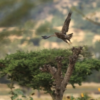 Orzeł stepowy - Aquila nipalensis - Steppe Eagle