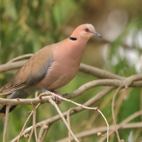 Synogarlica czerwonooka - Streptopelia semitorquata - Red-eyed Dove