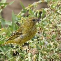 Afrokulczyk maskowy - Crithagra citrinelloides - African Citril