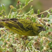 Afrokulczyk maskowy - Crithagra citrinelloides - African Citril