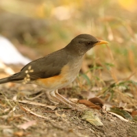 Drozd żółtodzioby - Turdus pelios - African Thrush