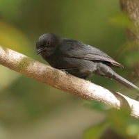 Mucharka czarna - Melaenornis edolioides - Northern Black Flycatcher