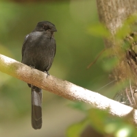 Mucharka czarna - Melaenornis edolioides - Northern Black Flycatcher