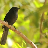 Mucharka czarna - Melaenornis edolioides - Northern Black Flycatcher