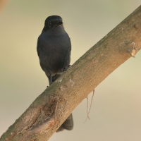 Mucharka czarna - Melaenornis edolioides - Northern Black Flycatcher