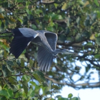 Czapla siwa - Ardea cinerea- Grey Heron