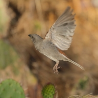 Wróbel szary - Passer swainsonii - Swainson's Sparrow