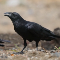 Kruk kusy - Corvus rhipidurus - Fan-tailed Raven