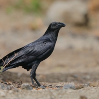 Kruk kusy - Corvus rhipidurus - Fan-tailed Raven
