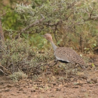 Dropik bladoczuby - Lophotis gindiana - Buff-crested Bustard