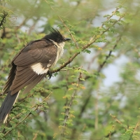 Kukułka czarno-biała - Clamator jacobinus - Jacobin Cuckoo