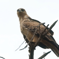 Orzeł sawannowy - Aquila rapax - Tawny Eagle