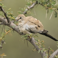 Turkaweczka czarnogardła - Oena capensis - Namaqua Dove