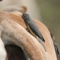 Bąkojad czerwonodzioby - Buphagus erythrorhynchus - Red-billed Oxpecker