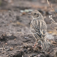 Skowroniec cynamonowy - Mirafra rufocinnamomea - Flappet Lark