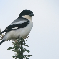 Dzierzba białorzytna - Lanius somalicus - Somali Fiscal