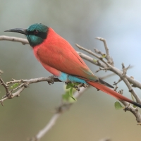 Żołna szkarłatna - Merops nubicus - Northern Carmine Bee-eater