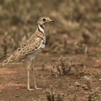 Nocobieg ozdobny - Rhinoptilus cinctus - Three-banded Courser
