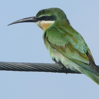 Żołna wschodnia - Merops orientalis - Green Bee-eater