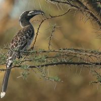 Toko nosaty - Lophoceros nasutus - African Grey Hornbill