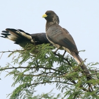 Hałaśnik bury - Crinifer zonurus - Eastern Grey Plantain-eater