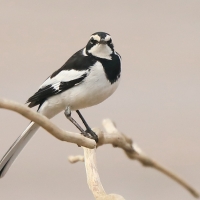 Pliszka srokata - Motacilla aguimp - African Wagtail