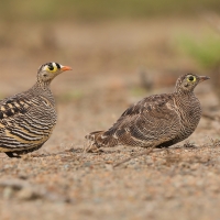 Stepówka prążkowana - Pterocles lichtensteinii - Lichtenstein's Sandgrouse