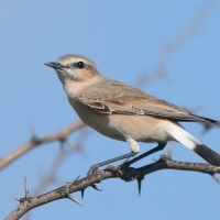 Białorzytka płowa - Oenanthe isabellina - Isabelline Wheatear