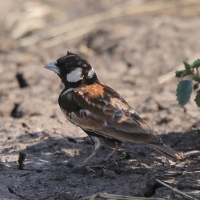 Pustynka białoucha - Eremopterix leucotis - Chestnut-backed Sparrow-Lark