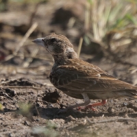 Pustynka białoucha - Eremopterix leucotis - Chestnut-backed Sparrow-Lark