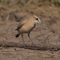 Białorzytka płowa - Oenanthe isabellina - Isabelline Wheatear